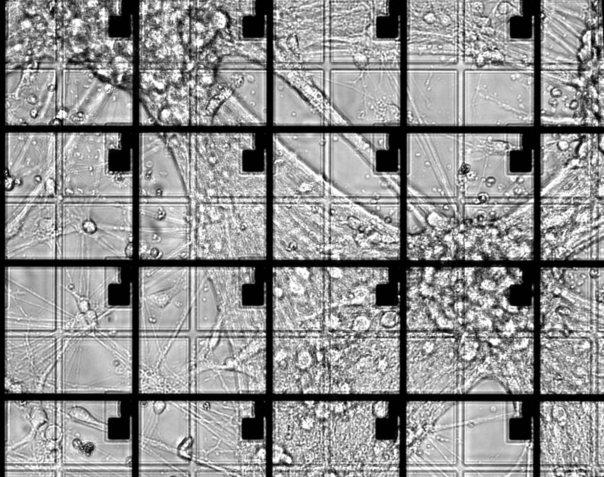 Primary cortical neuron cells culture on a TFT array device.