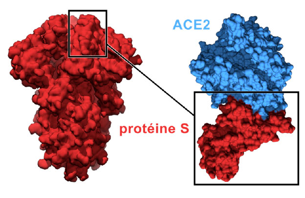 Structure_proteineS.jpg
