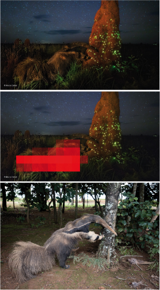 CMLA-ImageForensic-Nikoukhah1.jpg