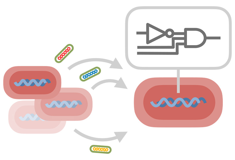 Interactions biologiques grâce à l’algorithmique distribuée