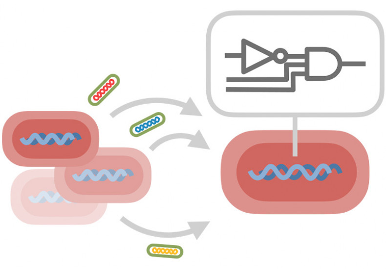 Interactions biologiques grâce à l’algorithmique distribuée