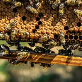 Beekeeper (Association étudiante d'apiculture) ENS Paris-Saclay